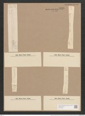 Synedra ulna var. splendens (Kuetz). Brun. (de-Toni-Nr.: Genus 66, Species 2584) Zeichnungen Sammlung Grunow Nr. 5226 (NHMW-BOT-W0373597)
